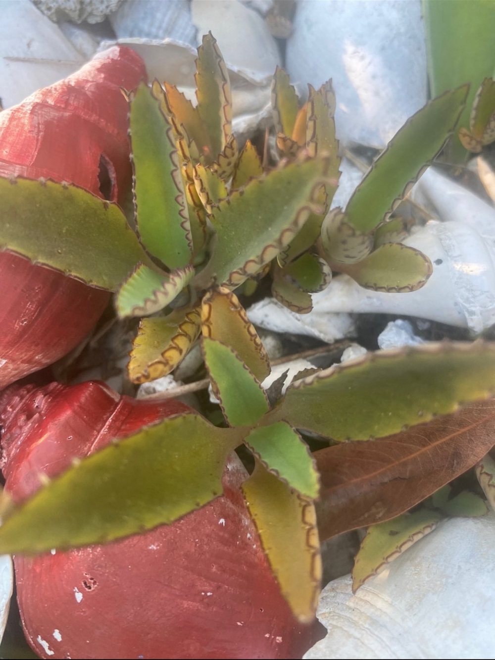 10 live plants Mother of thousands rooted well developed 1โ-5โ each /Bundle